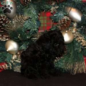 Quim, Miniature Poodle Puppy